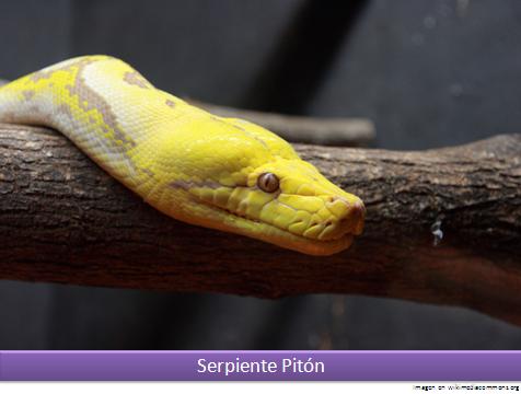 Serpiente Pitón