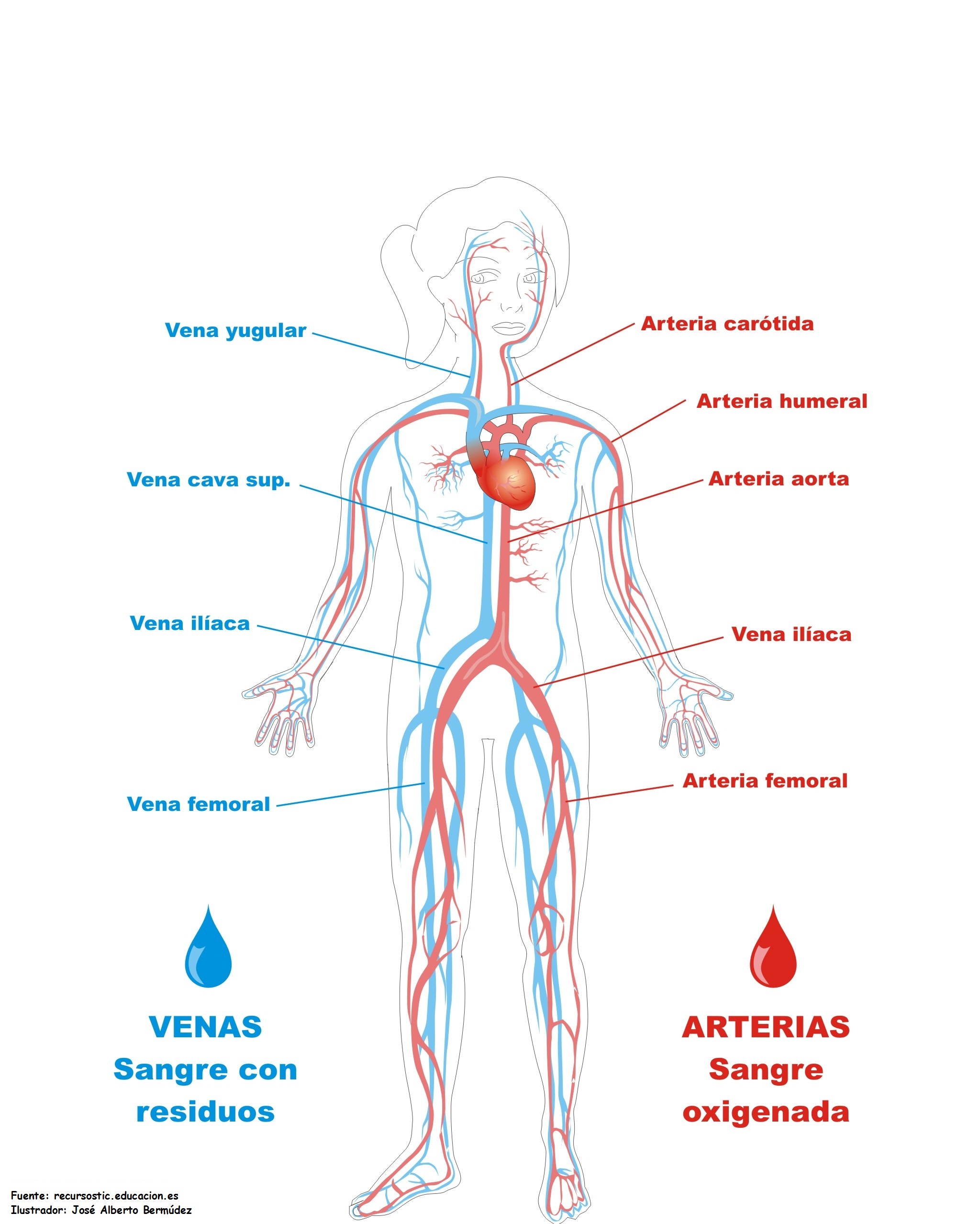 Sistema Circulatorio