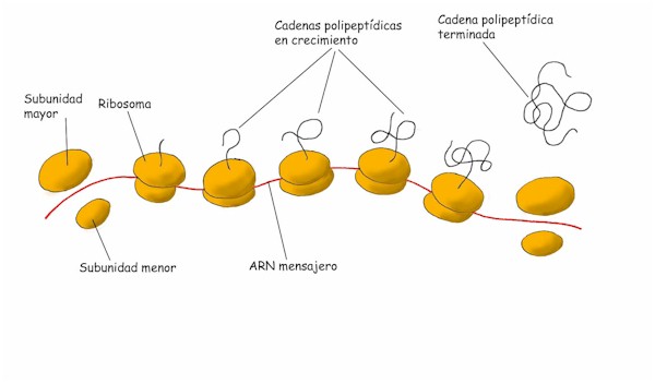 dibujos animados de síntesis de proteínas