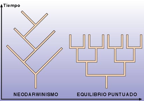 Equilibrio puntuado