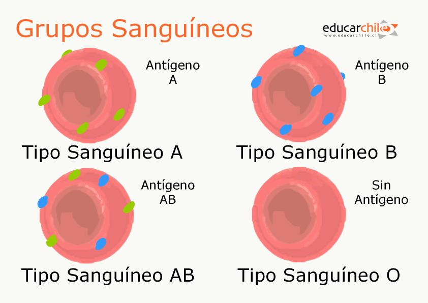 Tipos De Grupos Sanguineos