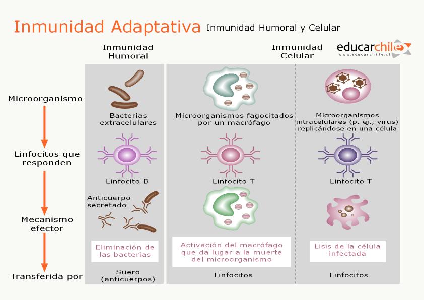 Inmunidad Adaptativa