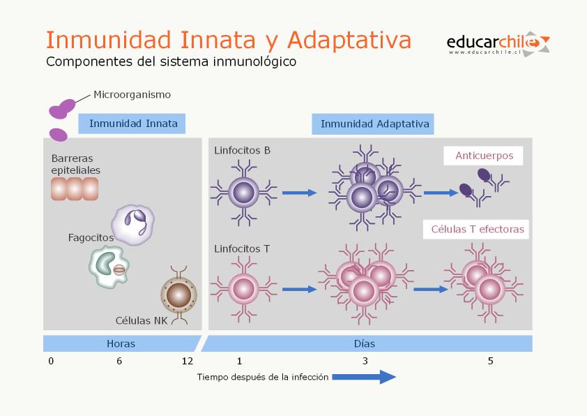 Inmunidad Innata Y Adaptativa