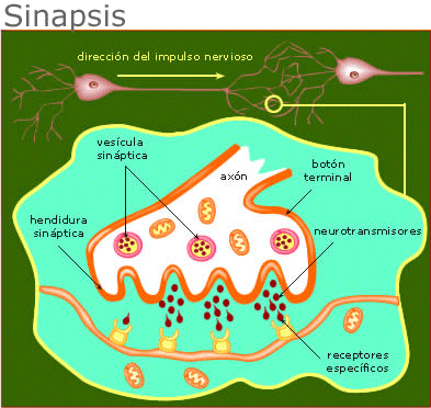 Sinapsis Sinapsis